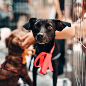Comfortable Harness for Senior Dogs