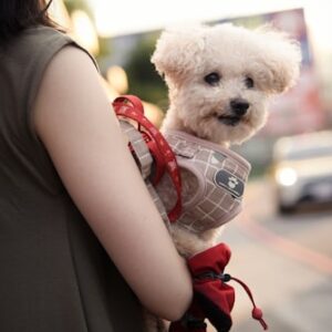 Pet Lifestyle Blog Subscription