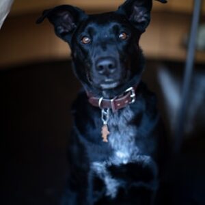 Pet Care Guide for Seniors