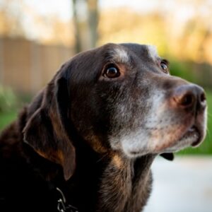 No-Kill Shelter Donation T-Shirt